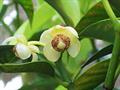 Rheedia macrophylla